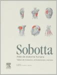 Sobotta. Atlas de anatomía humana vignette