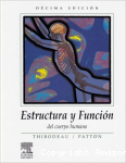 Estructura y función del cuerpo humano vignette